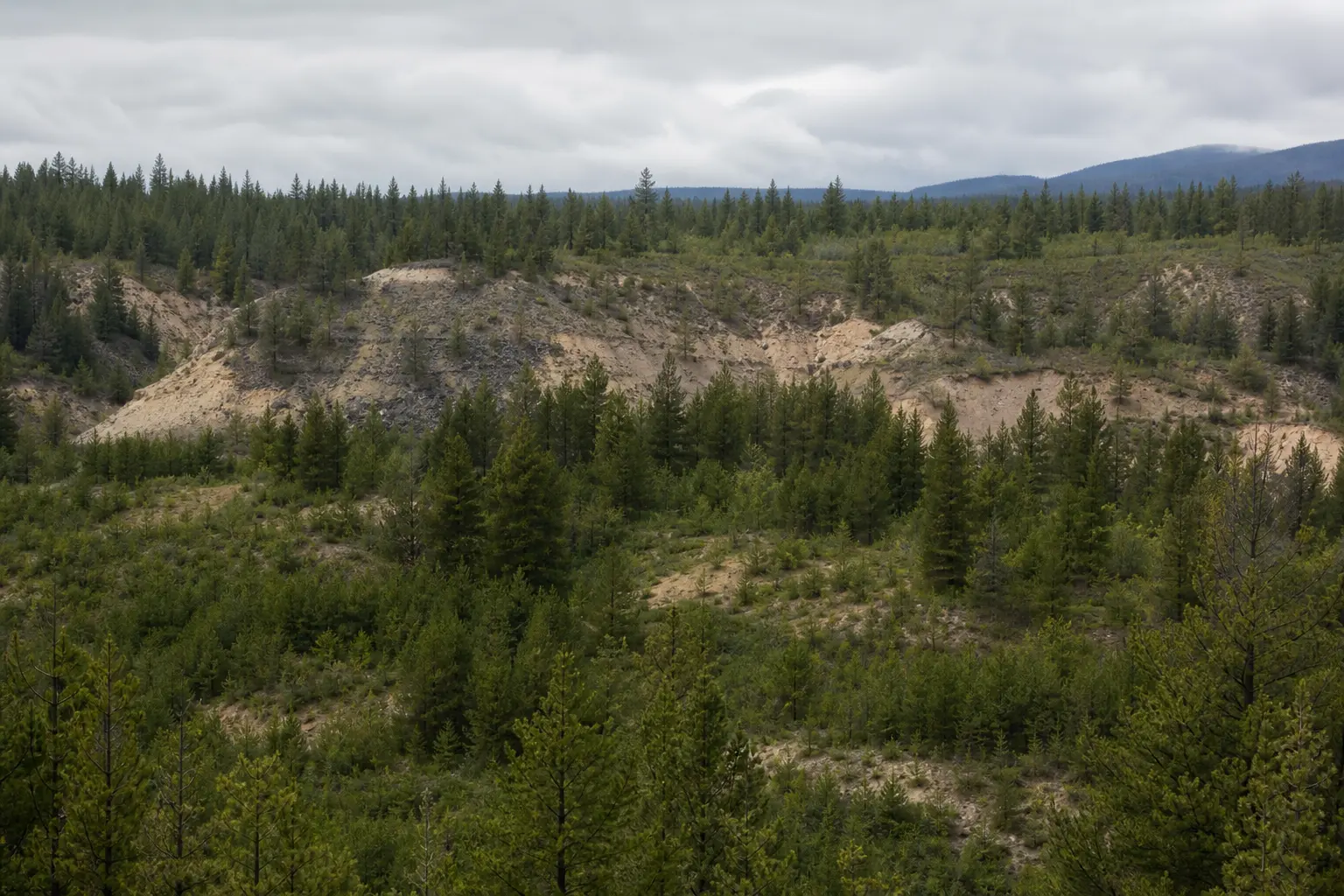 A wide establishing shot of a forested plateau of pine and open cutbanks in the interior hills north of Prince George under overcast daylight, the undeveloped g